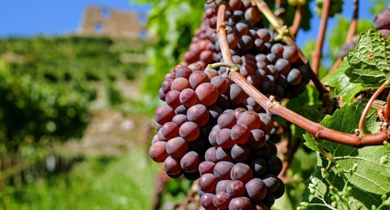 Grappolo d'uva